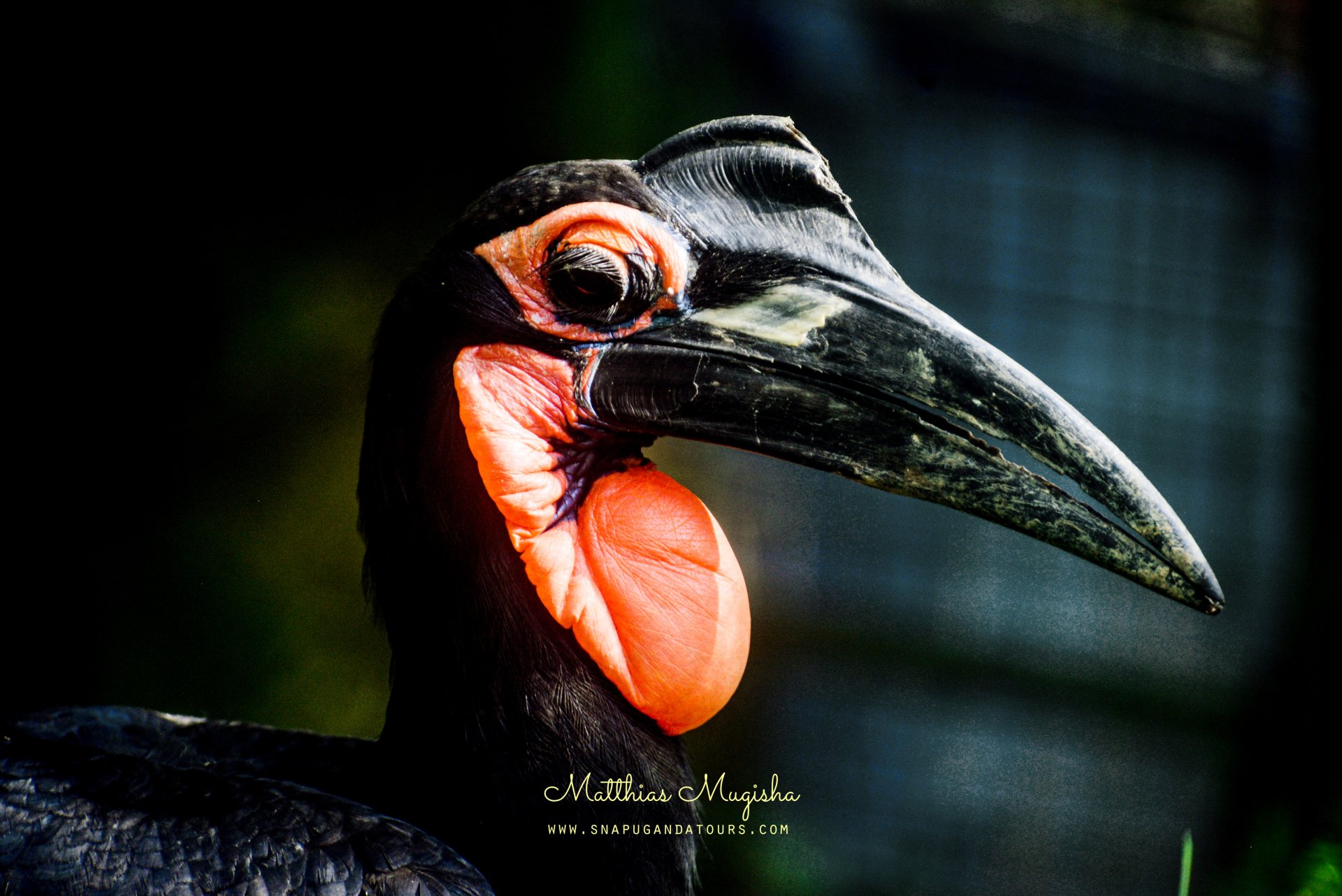Abyssiniam Ground Horn Bill M Uwec (11)